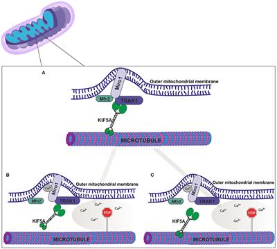 Mitochondrial Arrest on the Microtubule Highway—A Feature of Heart Failure and Diabetic Cardiomyopathy?